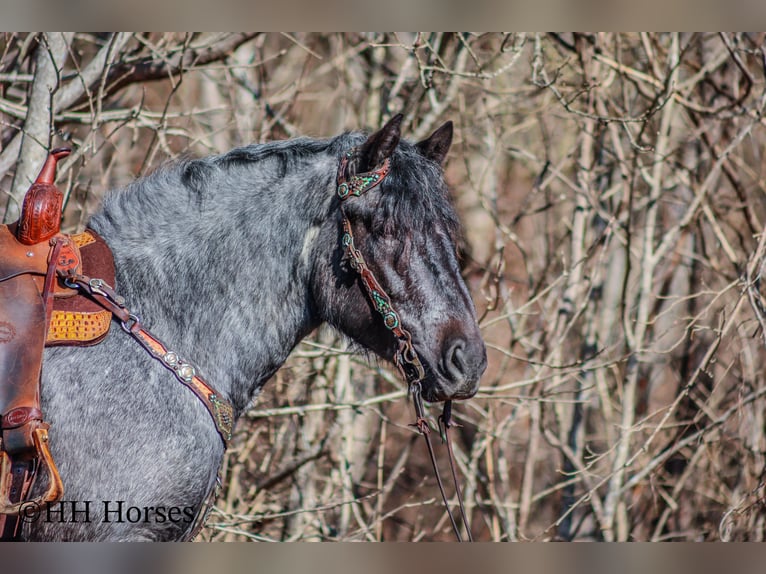 American Quarter Horse Castrone 4 Anni Roano blu in Flemingsburg KY