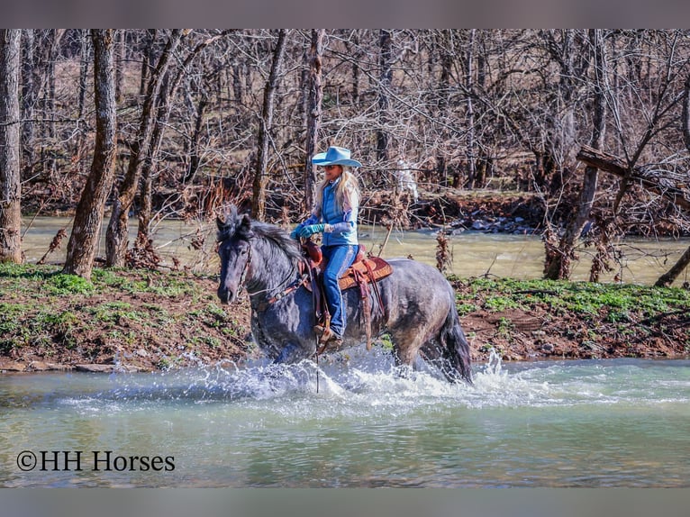 American Quarter Horse Castrone 4 Anni Roano blu in Flemingsburg KY