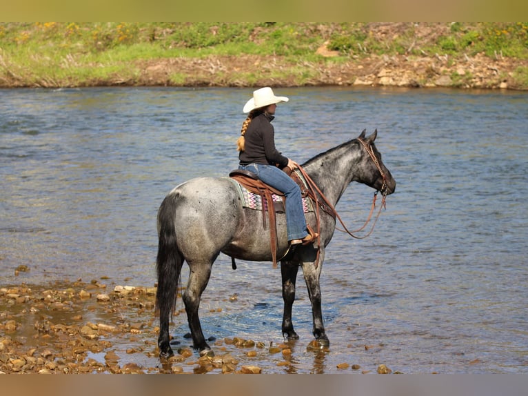 American Quarter Horse Castrone 4 Anni Roano blu in Clarion, PA