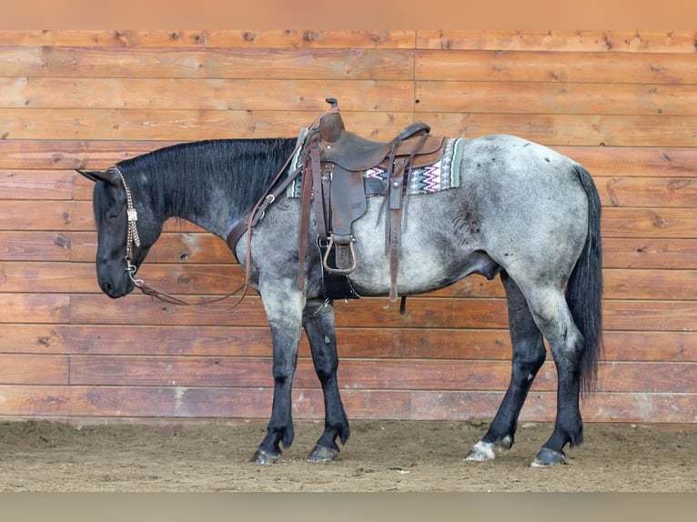 American Quarter Horse Castrone 4 Anni Roano blu in Clarion, PA