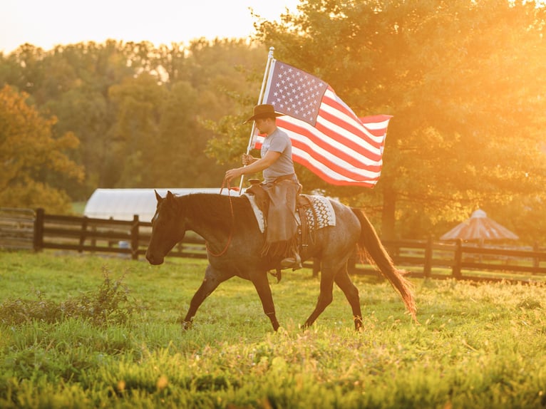 American Quarter Horse Castrone 4 Anni Roano blu in Honey Brook
