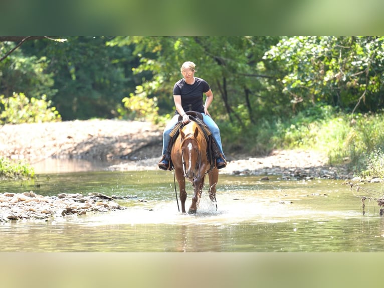 American Quarter Horse Castrone 4 Anni Roano rosso in Canyon TX