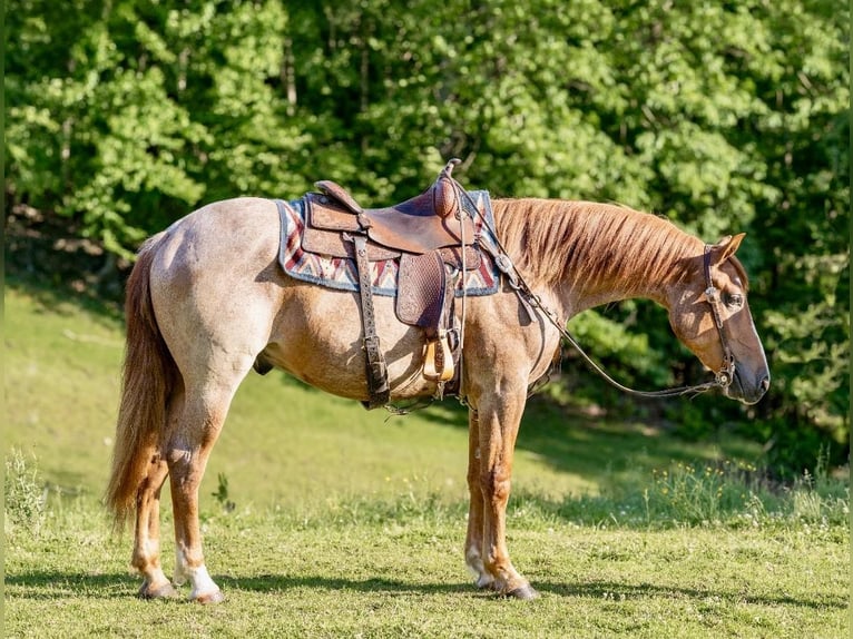 American Quarter Horse Castrone 4 Anni Roano rosso in Everett PA