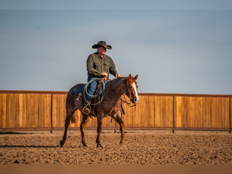 American Quarter Horse Castrone 4 Anni Roano rosso in Canyon