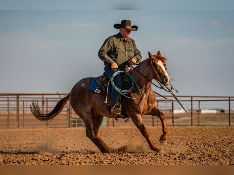 American Quarter Horse Castrone 4 Anni Roano rosso in Canyon