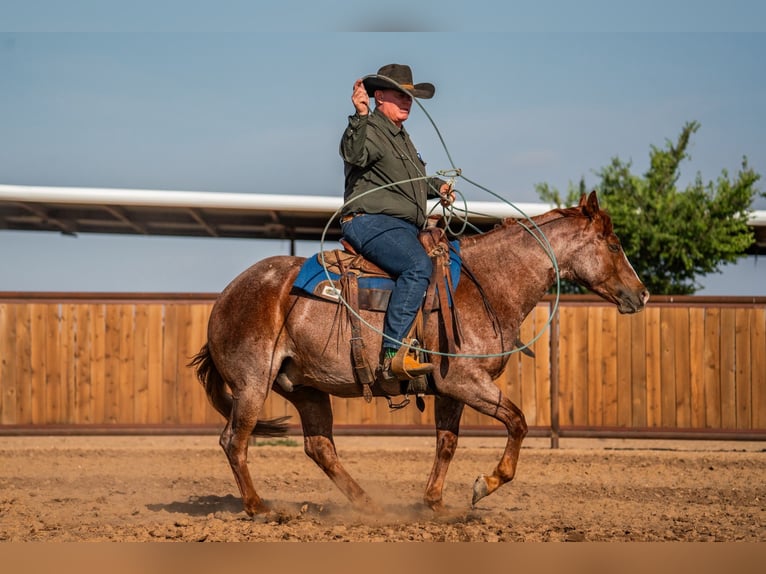 American Quarter Horse Castrone 4 Anni Roano rosso in Canyon