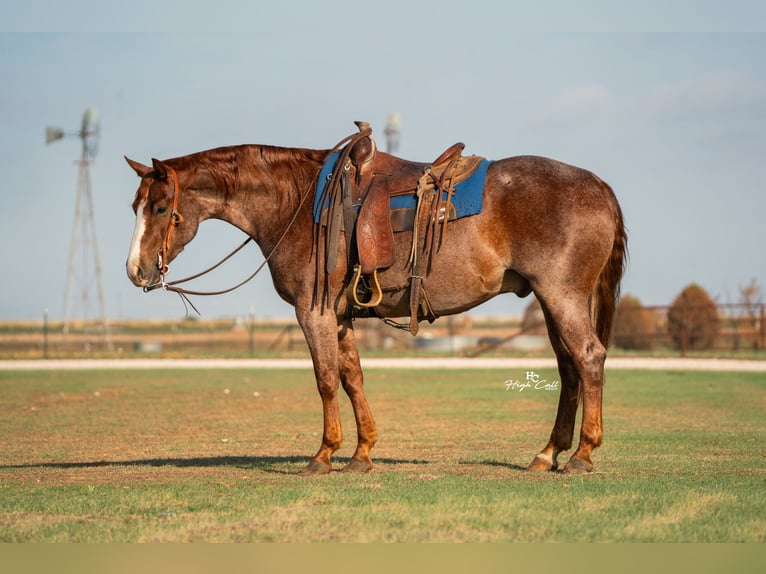 American Quarter Horse Castrone 4 Anni Roano rosso in Canyon