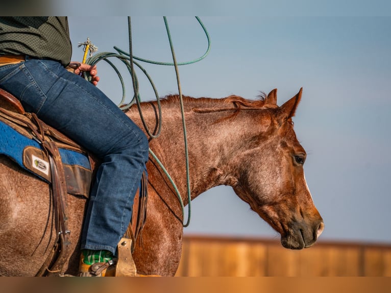American Quarter Horse Castrone 4 Anni Roano rosso in Canyon