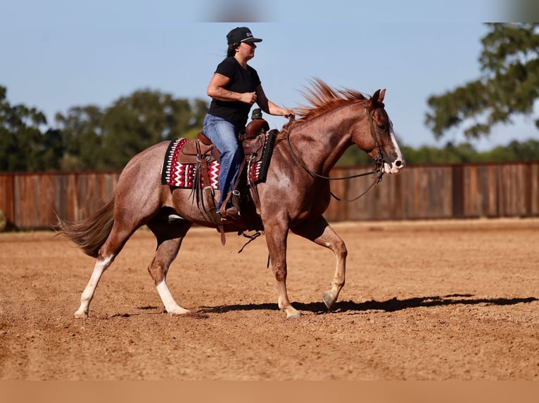American Quarter Horse Castrone 4 Anni Roano rosso in Mount Vernon