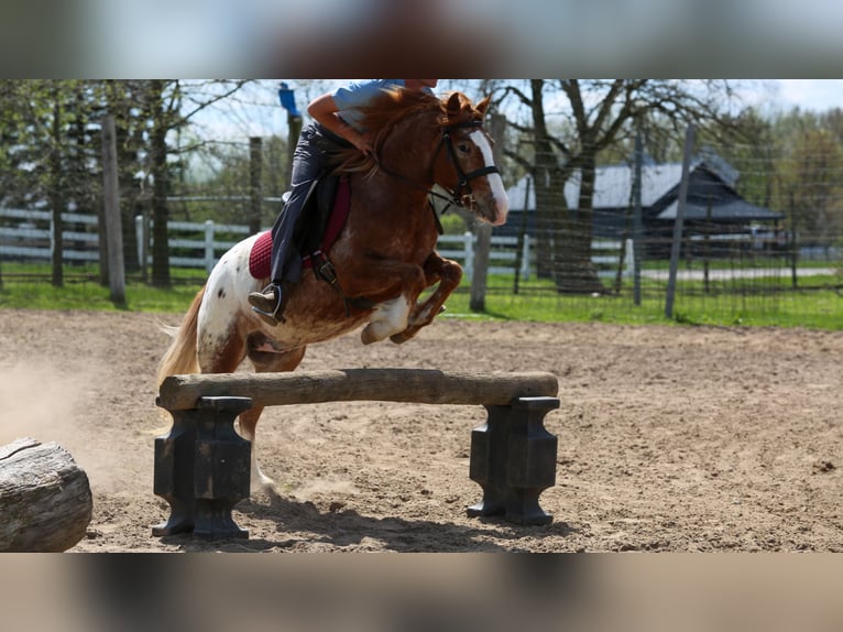 American Quarter Horse Mix Castrone 4 Anni Sauro ciliegia in Shipshewana
