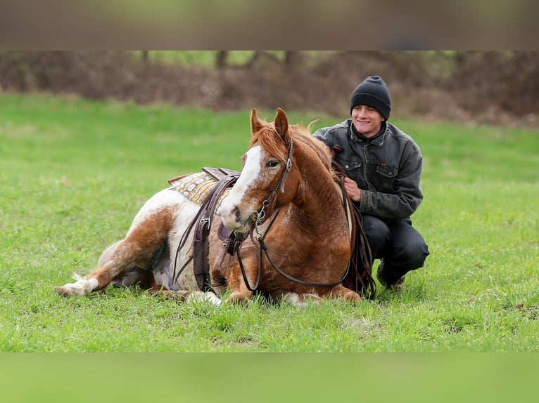 American Quarter Horse Mix Castrone 4 Anni Sauro ciliegia in Shipshewana