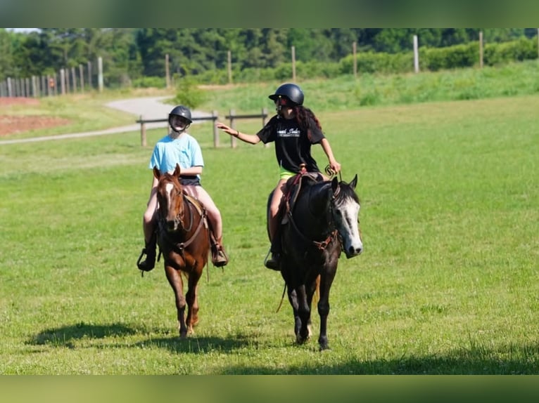 American Quarter Horse Castrone 4 Anni Sauro ciliegia in Clover