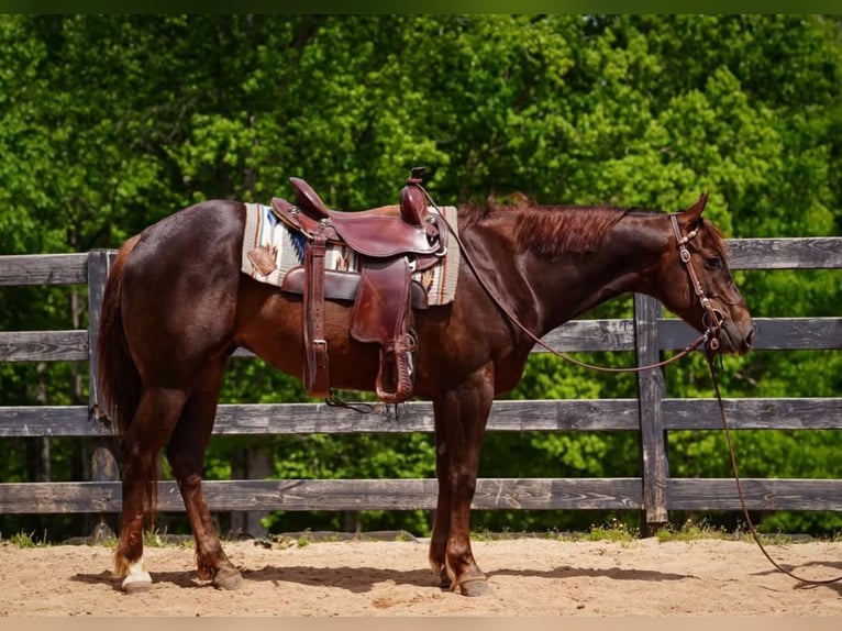 American Quarter Horse Castrone 4 Anni Sauro ciliegia in Clover