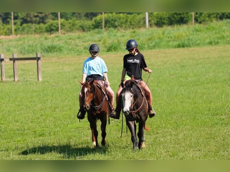 American Quarter Horse Castrone 4 Anni Sauro ciliegia in Clover
