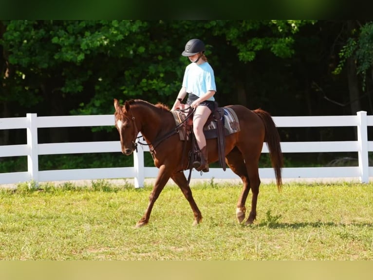 American Quarter Horse Castrone 4 Anni Sauro ciliegia in Clover