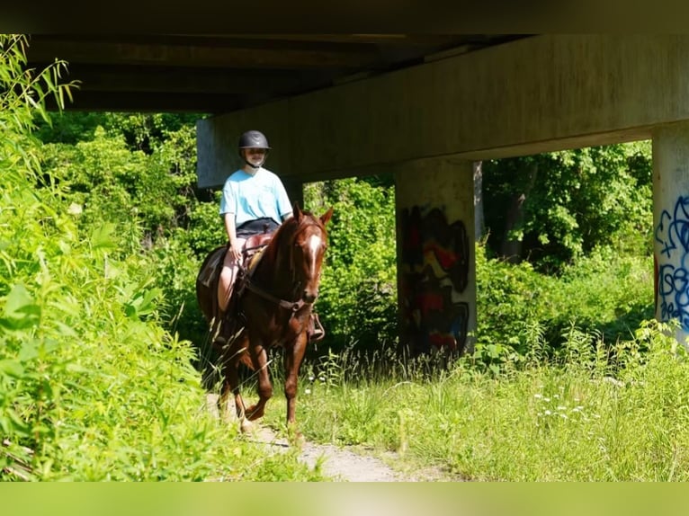 American Quarter Horse Castrone 4 Anni Sauro ciliegia in Clover