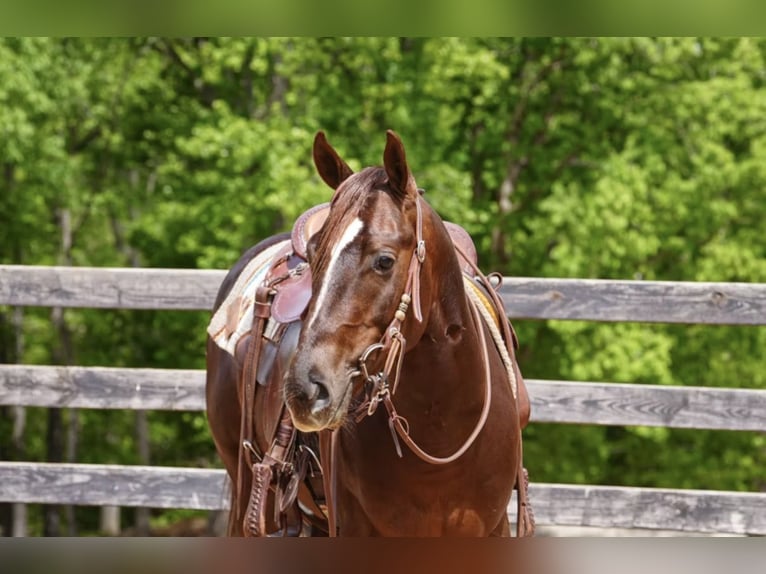 American Quarter Horse Castrone 4 Anni Sauro ciliegia in Clover
