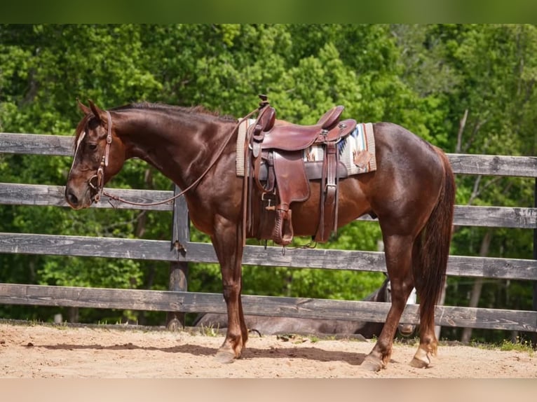 American Quarter Horse Castrone 4 Anni Sauro ciliegia in Clover