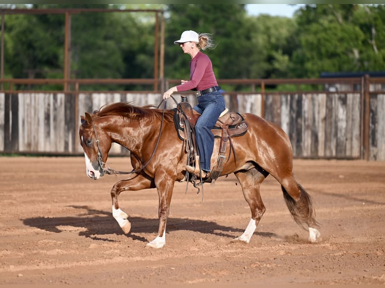 American Quarter Horse Castrone 4 Anni Sauro ciliegia in Waco