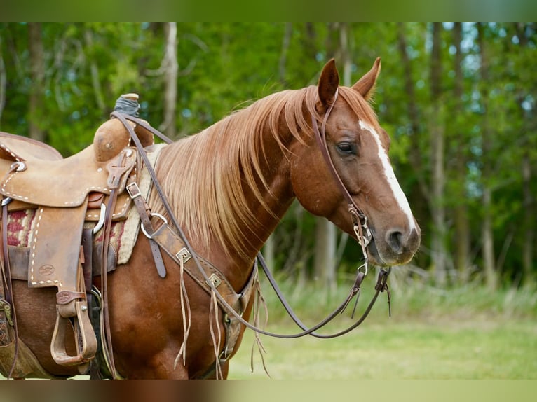 American Quarter Horse Castrone 4 Anni Sauro ciliegia in Corsica