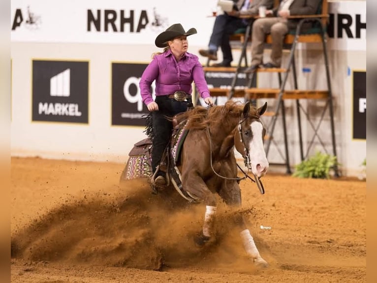 American Quarter Horse Castrone 4 Anni Sauro ciliegia in Buffalo