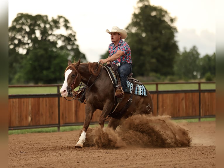 American Quarter Horse Castrone 4 Anni Sauro ciliegia in Buffalo