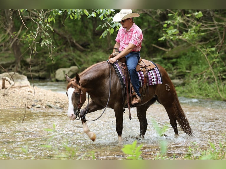 American Quarter Horse Castrone 4 Anni Sauro ciliegia in Buffalo