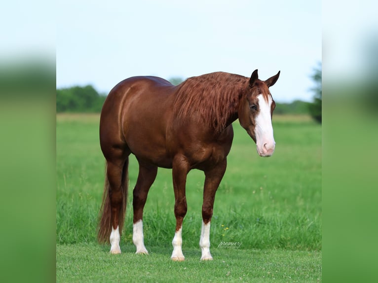 American Quarter Horse Castrone 4 Anni Sauro ciliegia in Buffalo