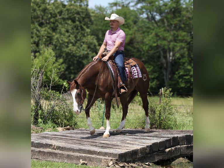 American Quarter Horse Castrone 4 Anni Sauro ciliegia in Buffalo