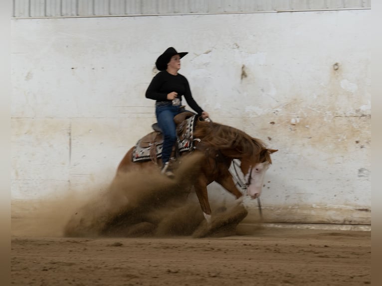 American Quarter Horse Castrone 4 Anni Sauro ciliegia in Nevis