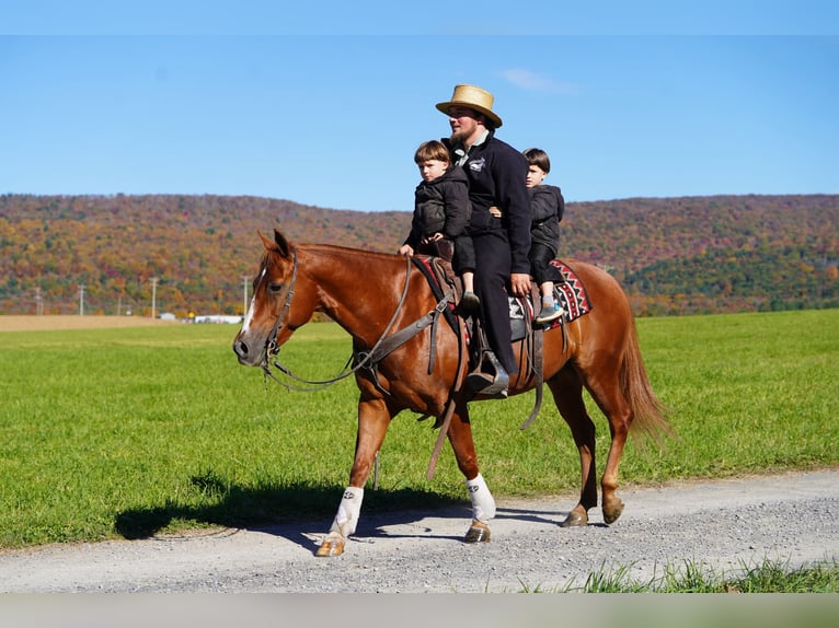 American Quarter Horse Castrone 4 Anni Sauro ciliegia in Rebersburg