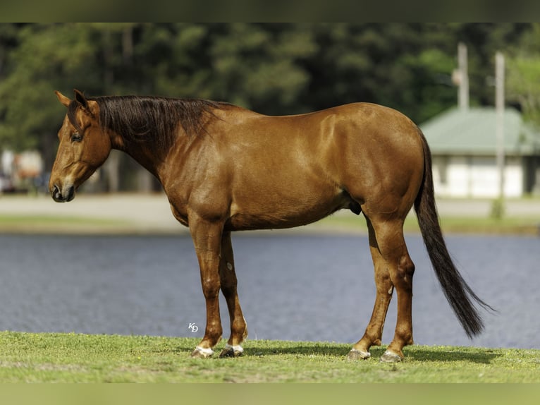 American Quarter Horse Castrone 4 Anni Sauro ciliegia in Quitman, AR