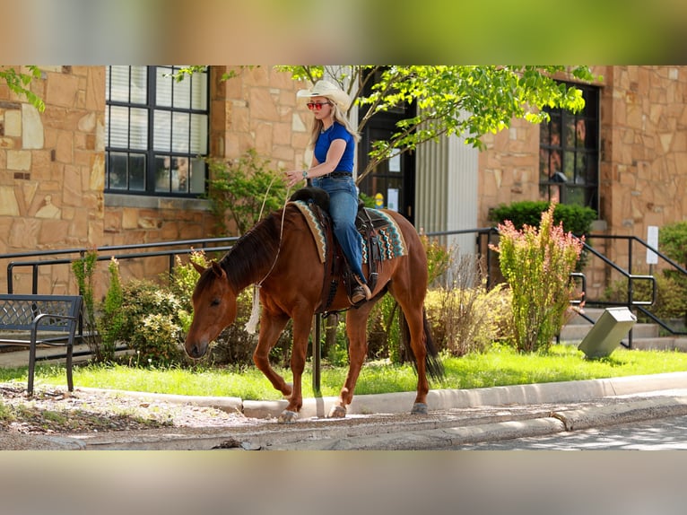 American Quarter Horse Castrone 4 Anni Sauro ciliegia in Quitman, AR