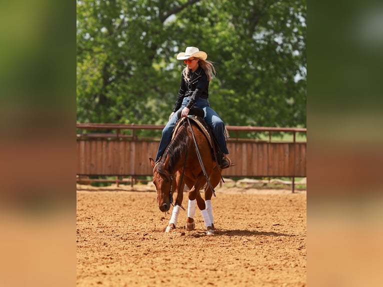American Quarter Horse Castrone 4 Anni Sauro ciliegia in Quitman, AR