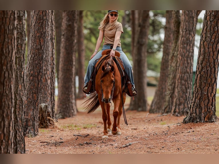 American Quarter Horse Castrone 4 Anni Sauro ciliegia in Quitman, AR