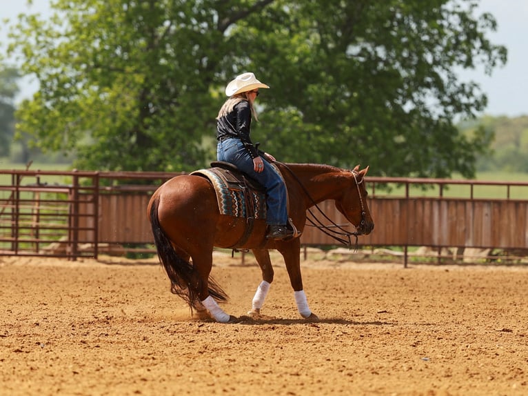 American Quarter Horse Castrone 4 Anni Sauro ciliegia in Quitman, AR
