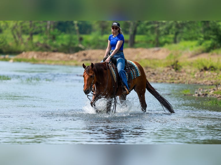 American Quarter Horse Castrone 4 Anni Sauro ciliegia in Quitman, AR