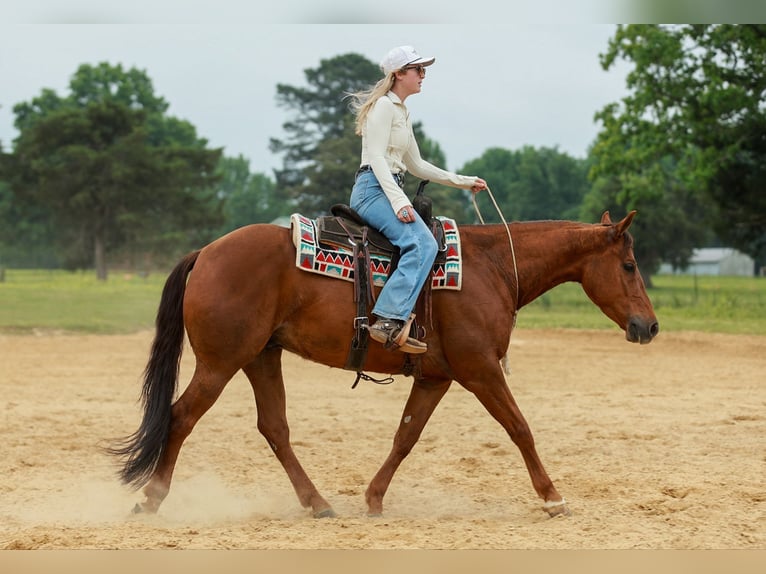 American Quarter Horse Castrone 4 Anni Sauro ciliegia in Quitman, AR