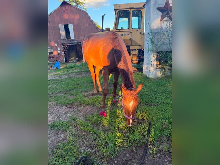 American Quarter Horse Mix Castrone 4 Anni Sauro scuro in Charlton