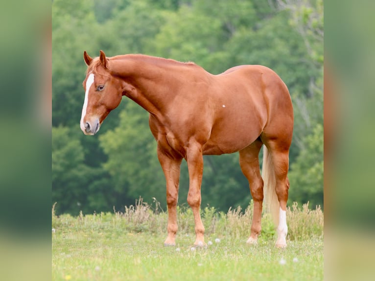 American Quarter Horse Castrone 4 Anni Sauro scuro in Athens