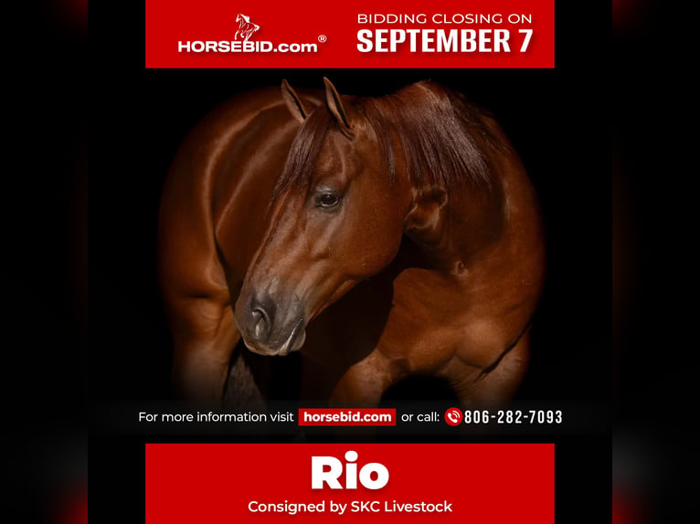 American Quarter Horse Castrone 4 Anni Sauro scuro in Canyon