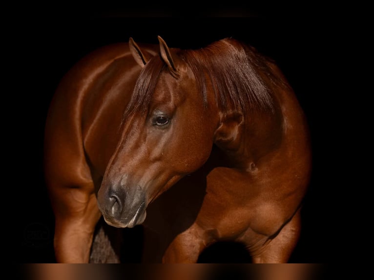 American Quarter Horse Castrone 4 Anni Sauro scuro in Canyon