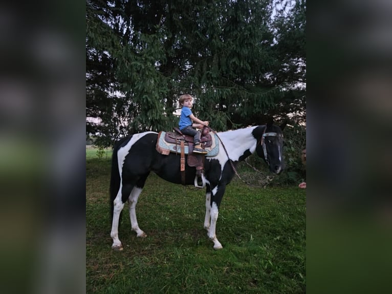 American Quarter Horse Castrone 4 Anni Tobiano-tutti i colori in Ashland OH