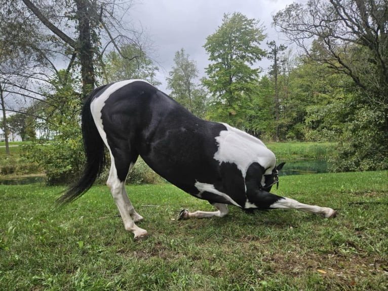 American Quarter Horse Castrone 4 Anni Tobiano-tutti i colori in Ashland OH