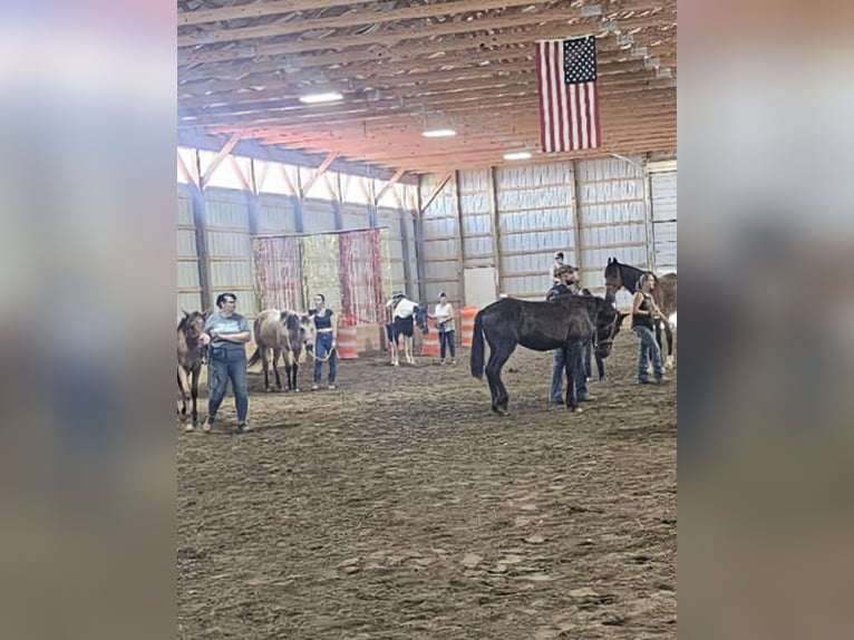 American Quarter Horse Castrone 4 Anni Tobiano-tutti i colori in Ashland OH