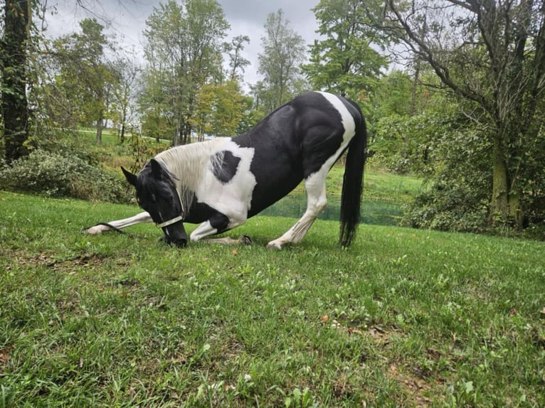 American Quarter Horse Castrone 4 Anni Tobiano-tutti i colori in Ashland OH