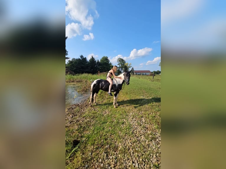 American Quarter Horse Castrone 4 Anni Tobiano-tutti i colori in Ashland OH