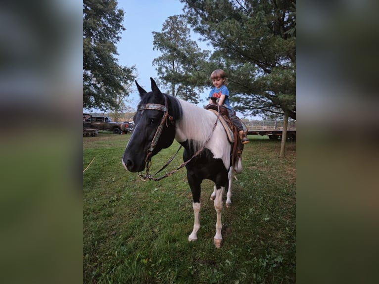 American Quarter Horse Castrone 4 Anni Tobiano-tutti i colori in Ashland OH