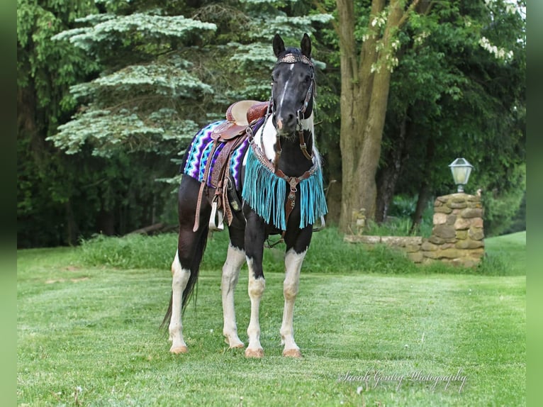 American Quarter Horse Castrone 4 Anni Tobiano-tutti i colori in Ashland OH