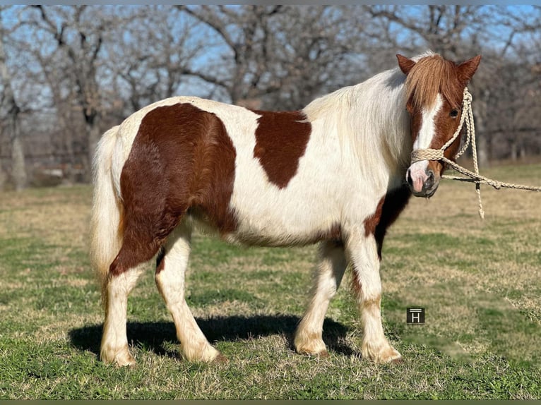 American Quarter Horse Castrone 5 Anni 107 cm Tobiano-tutti i colori in Jacksboro TX